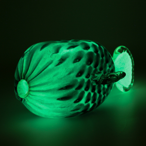 Glass Fish